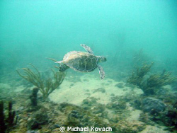 Turtle on the Inside Reef at Lauderdale by the Sea by Michael Kovach 
